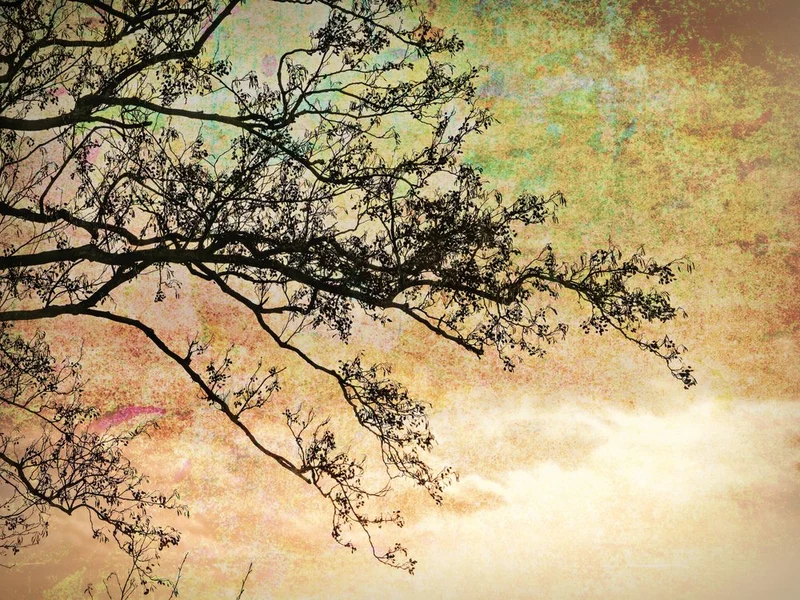 Artistic Tree Silhouette