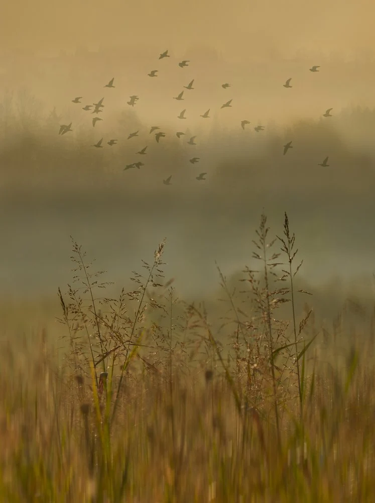 Birds In Misty Morning