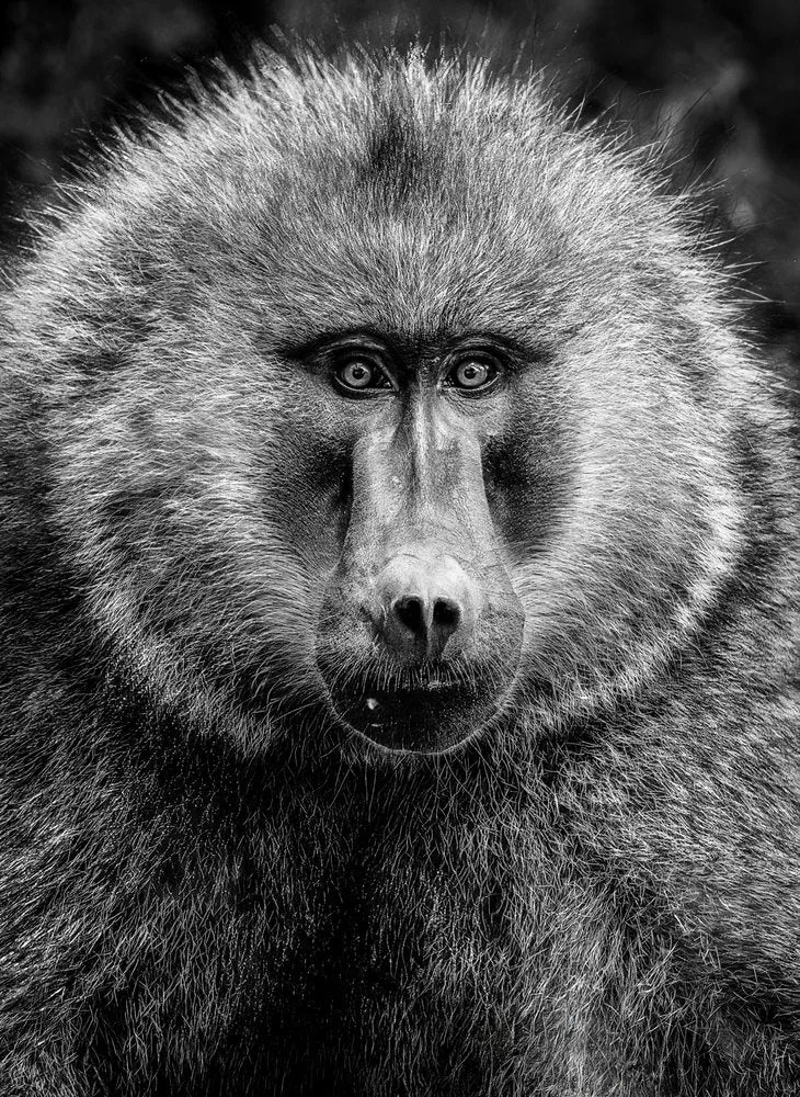 Intense Baboon Gaze