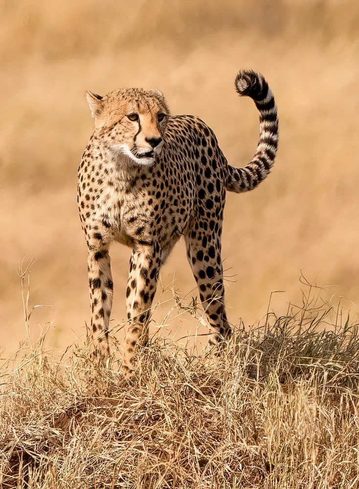 Cheetah in Golden Grass