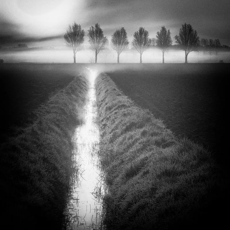 Misty Morning Path