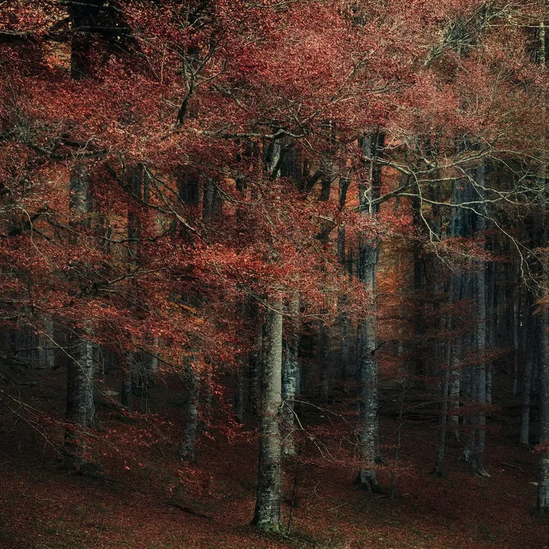 Red Autumn Forest