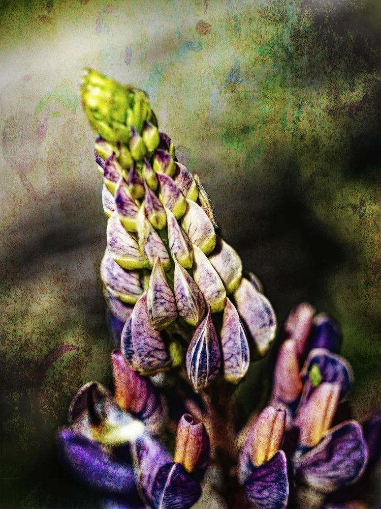 Vibrant Lupine Bloom