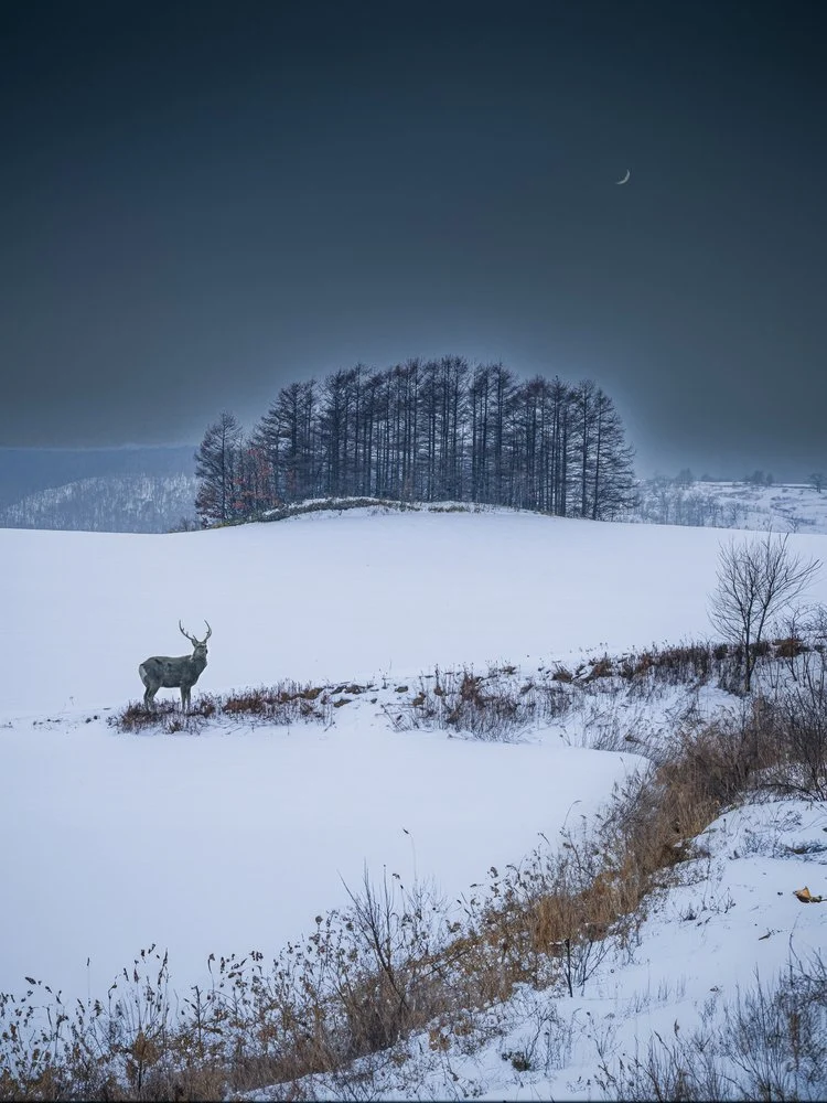 Solitary Winter Deer