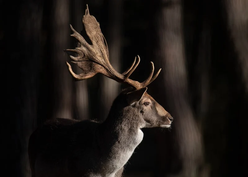 Majestic Fallow Deer