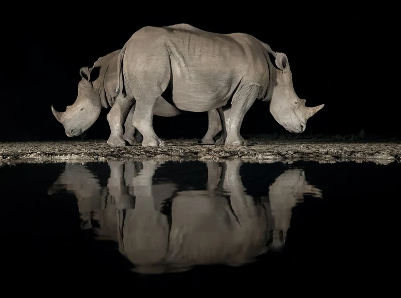 Night Rhinos Reflection
