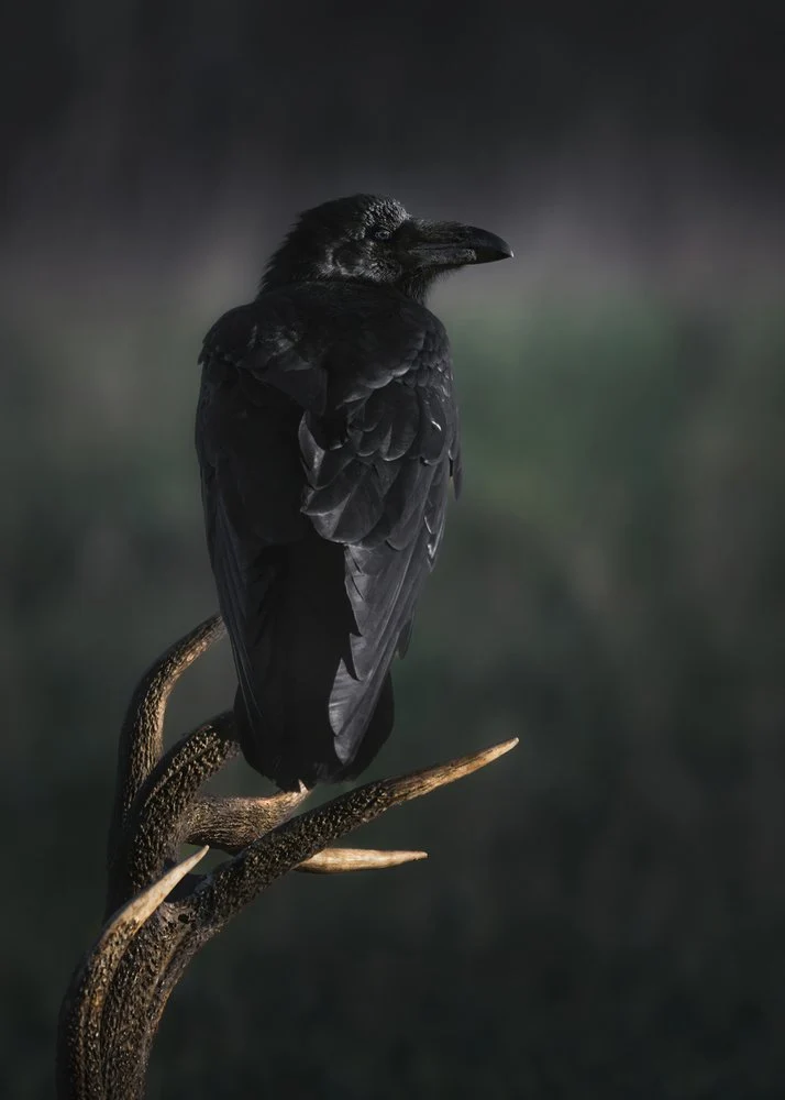 Dark Raven on Antler