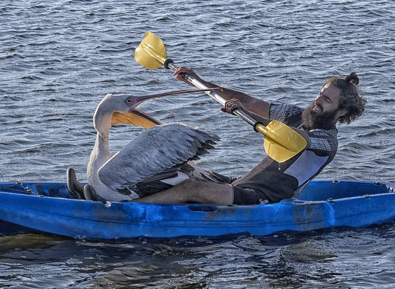 Pelican Kayak Encounter