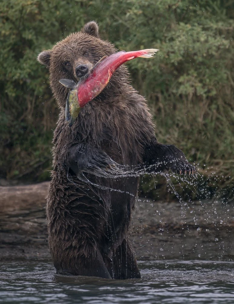 Grizzly Bear Salmon Catch