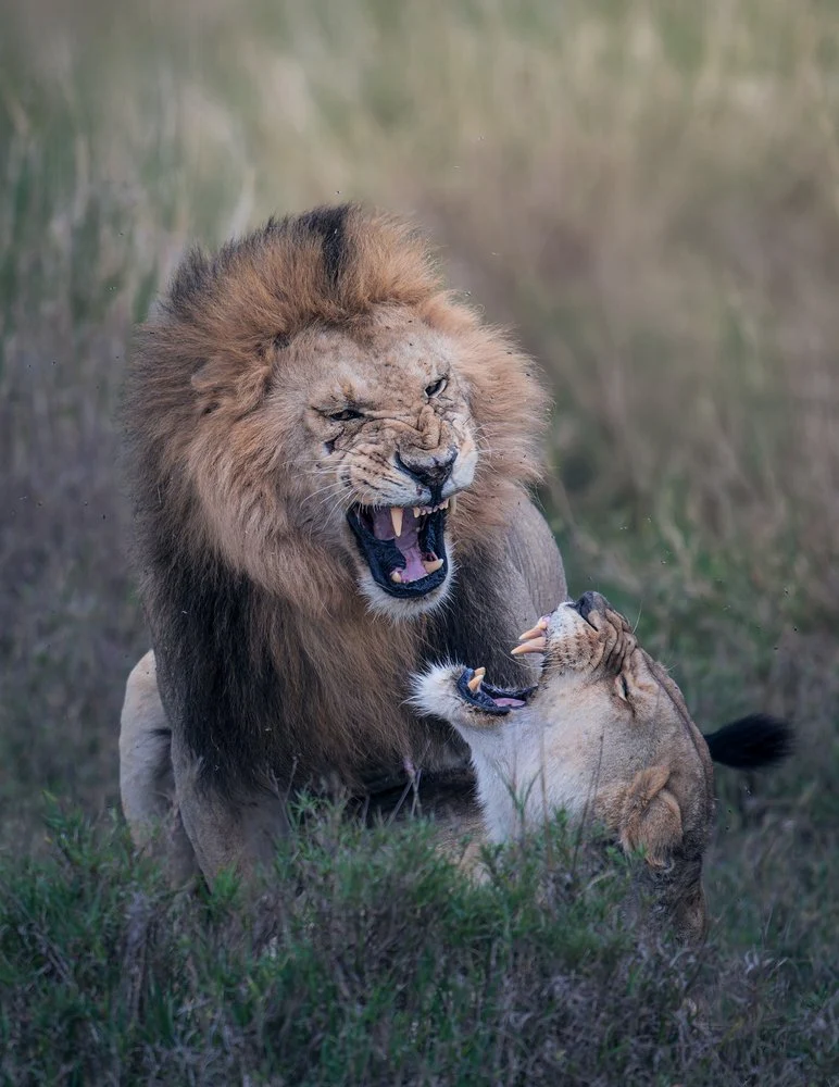 Roaring African Lions