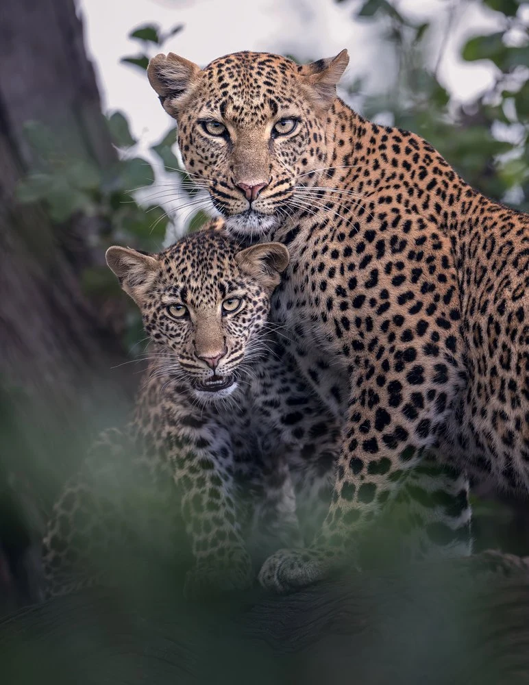 Mother And Cub Leopards