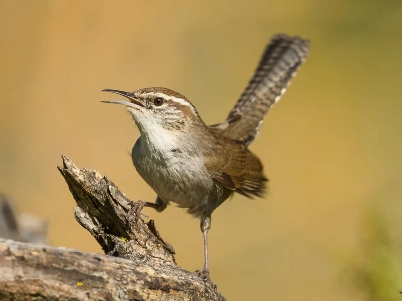 Singing Carolina Wren