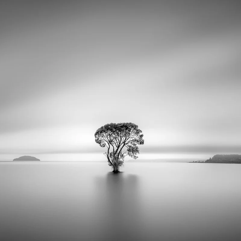 Serene Lone Tree