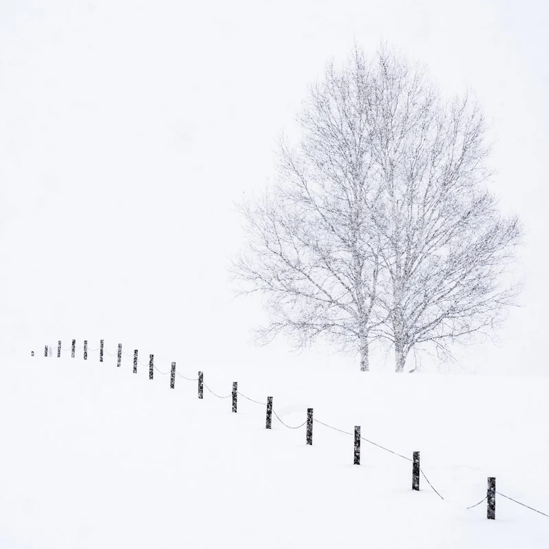 Silent Winter Trees