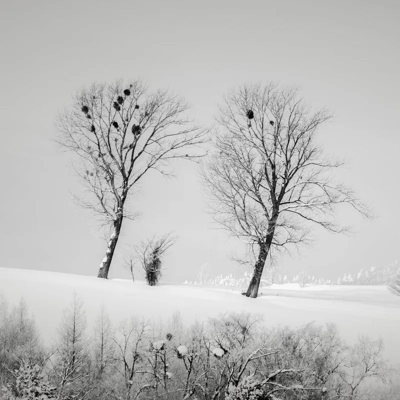 Stark Winter Trees
