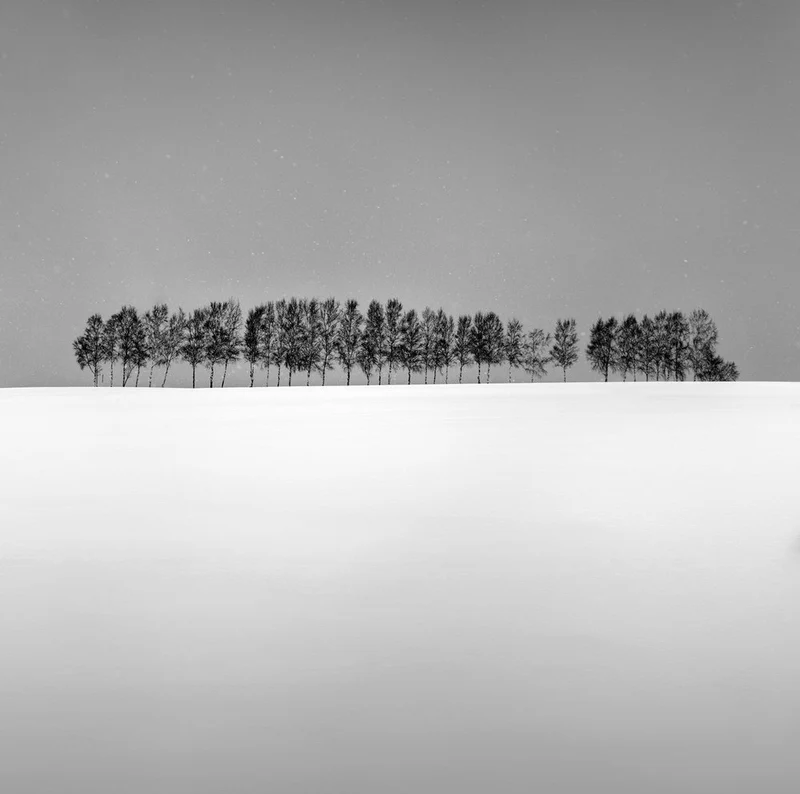 Snowy Horizon Trees