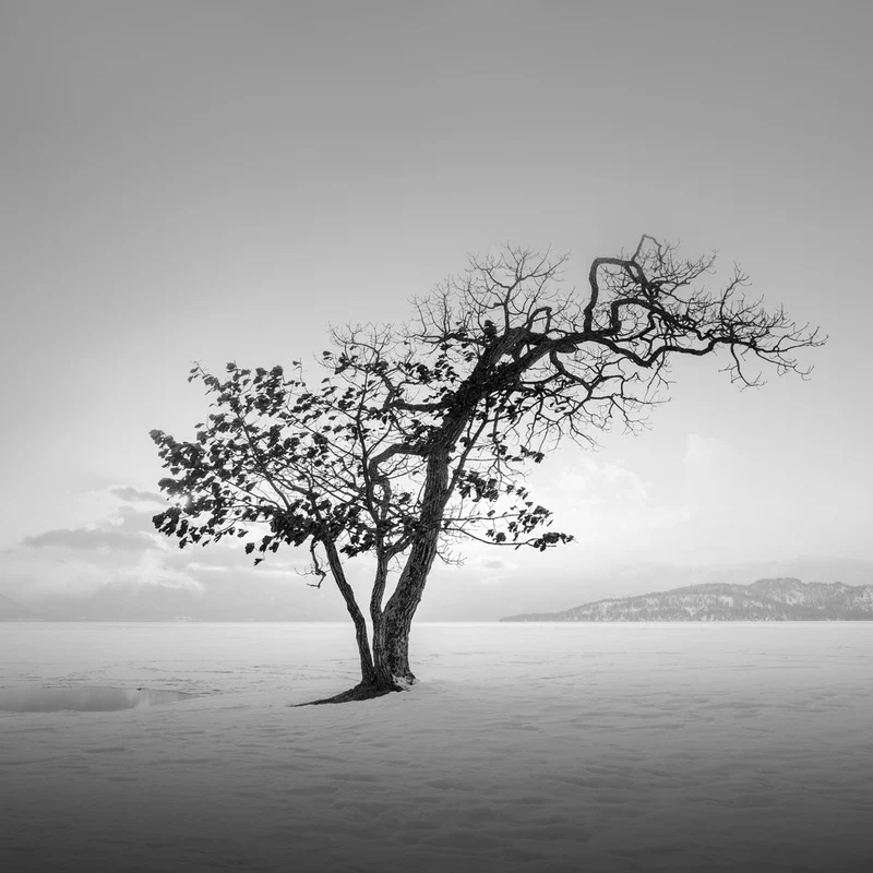 Winter Tree Solitude