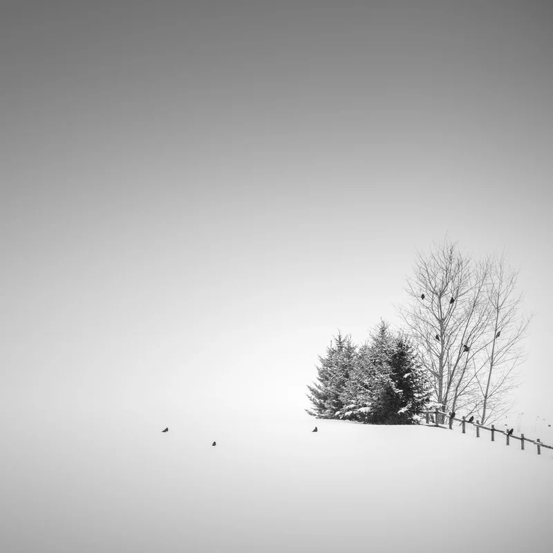 Monochrome Winter Landscape