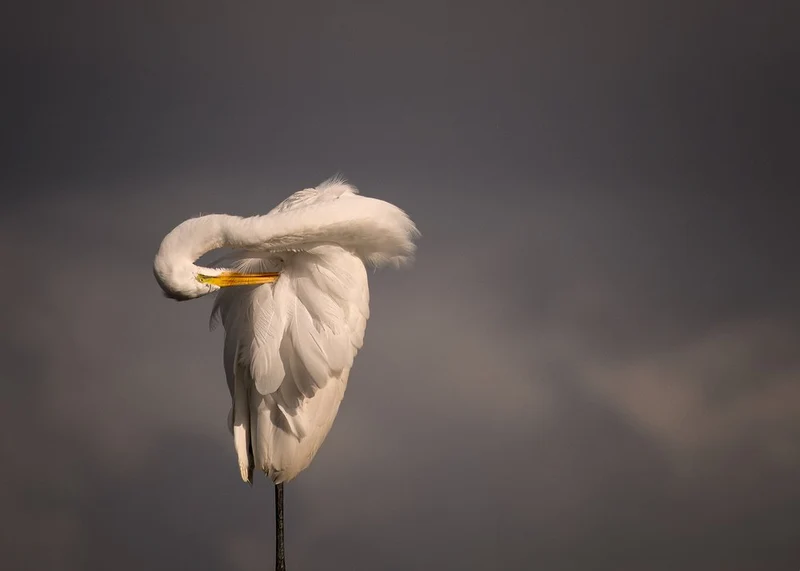 Elegant Egret Preening