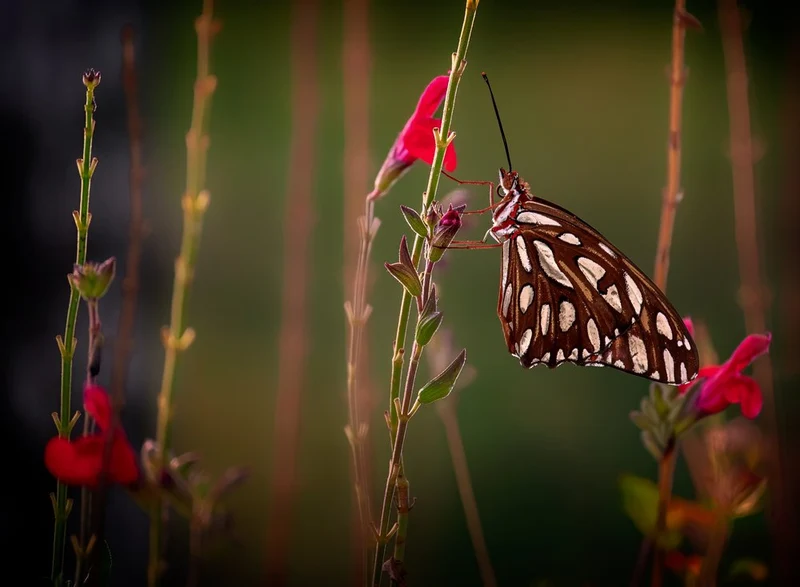 Butterfly on Red Bloom