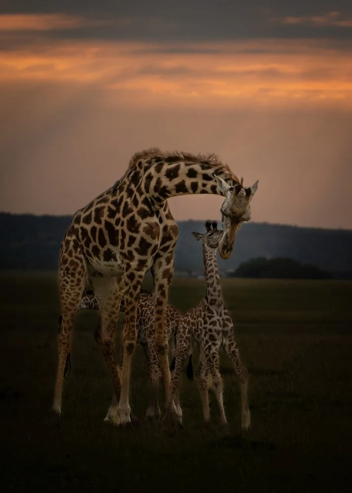 Loving Giraffe Family Sunset