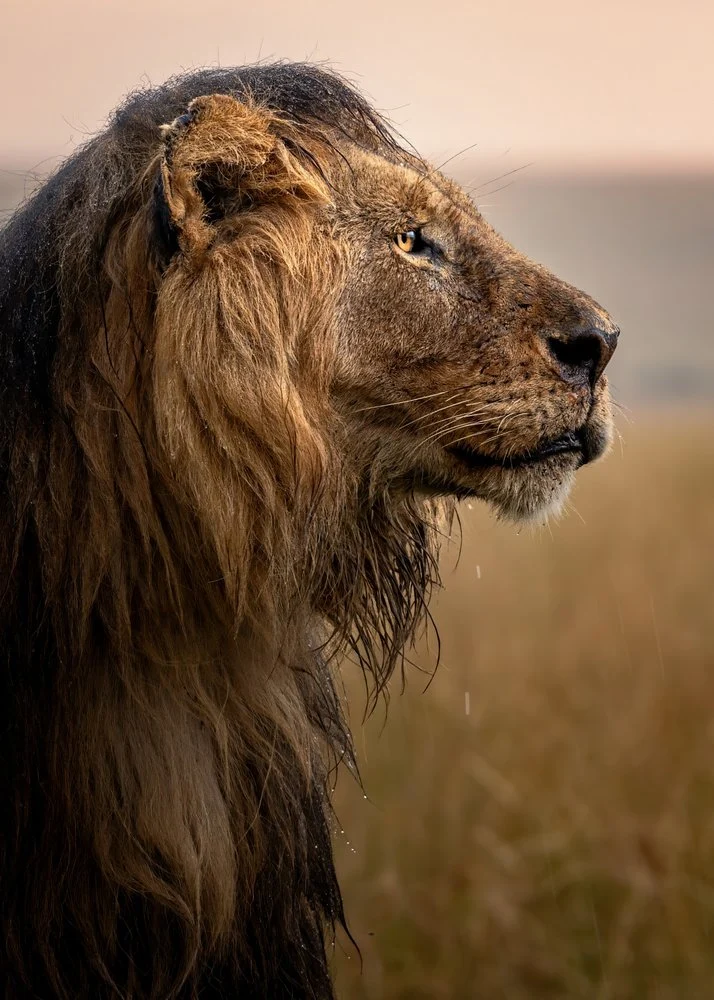 Majestic Wet Lion