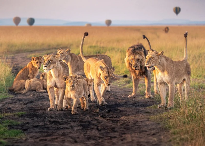 African Lion Family Sunrise