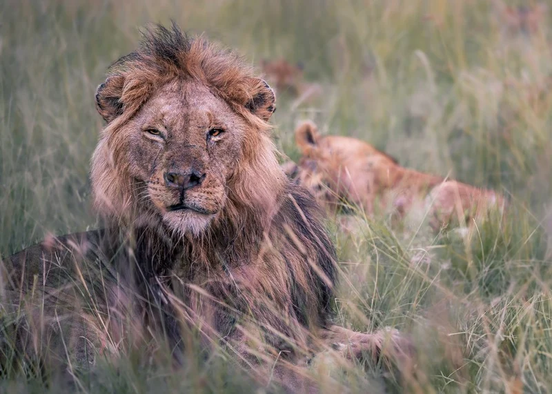 Regal Lion Resting