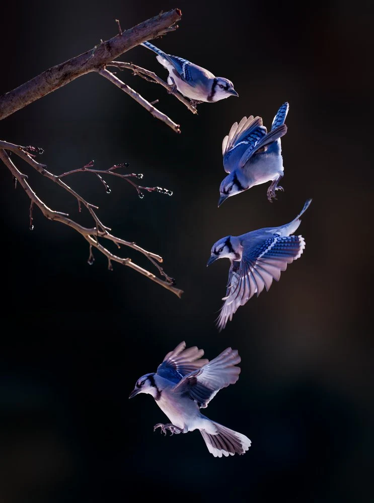 Blue Jay: Flight Sequence