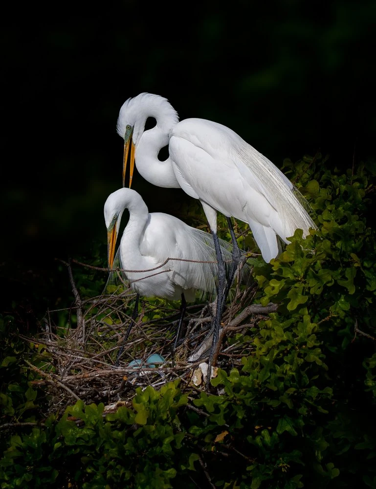 Nesting Egrets And Eggs