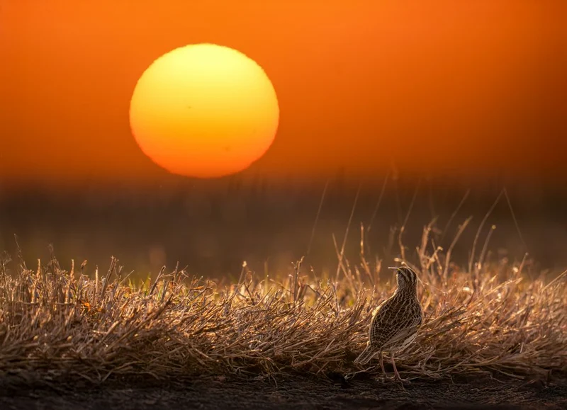 Lark at Golden Sunset