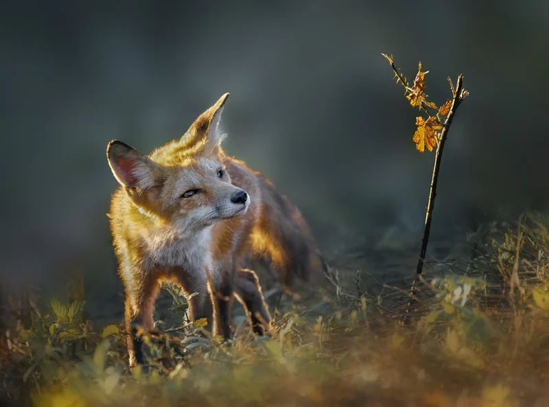 Golden Light Fox