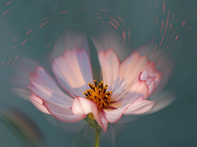 Dreamy Pink Cosmos