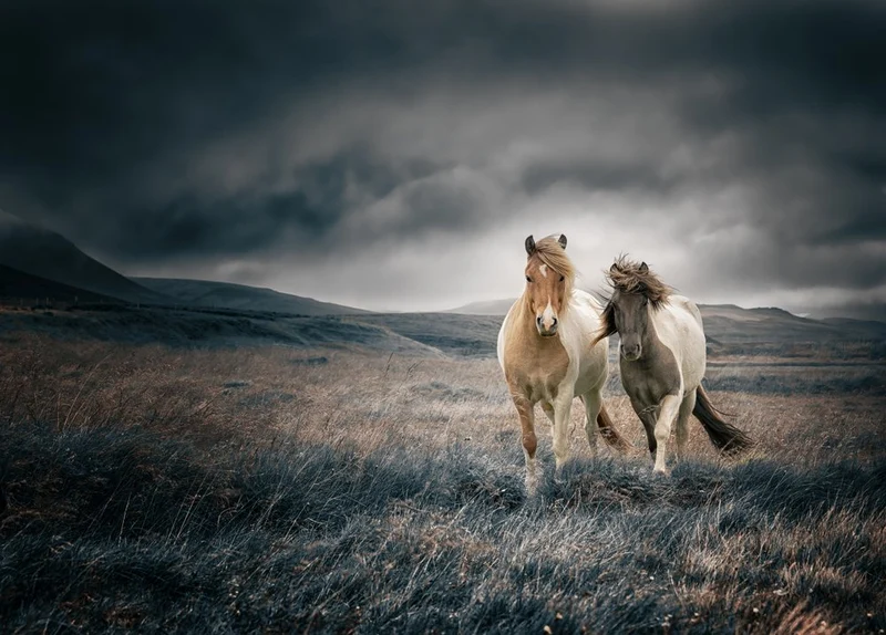 Wild Horses Stormy Sky