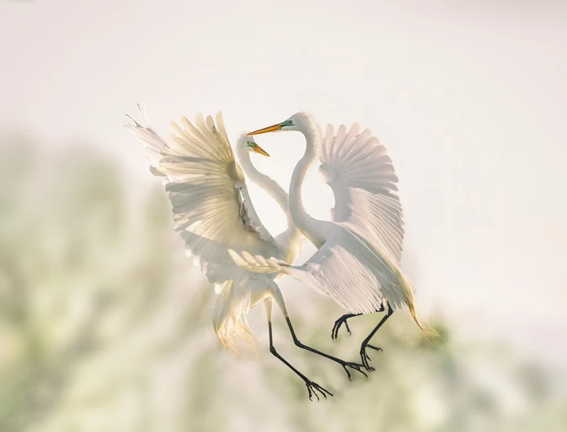Dancing White Egrets