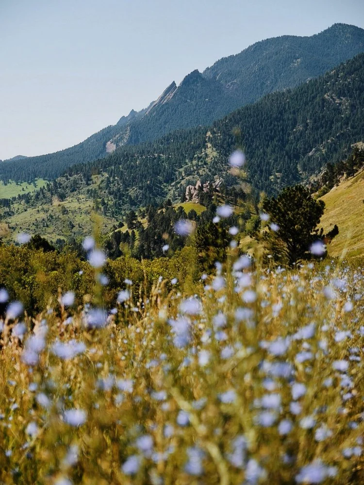Wildflower Mountain Landscape