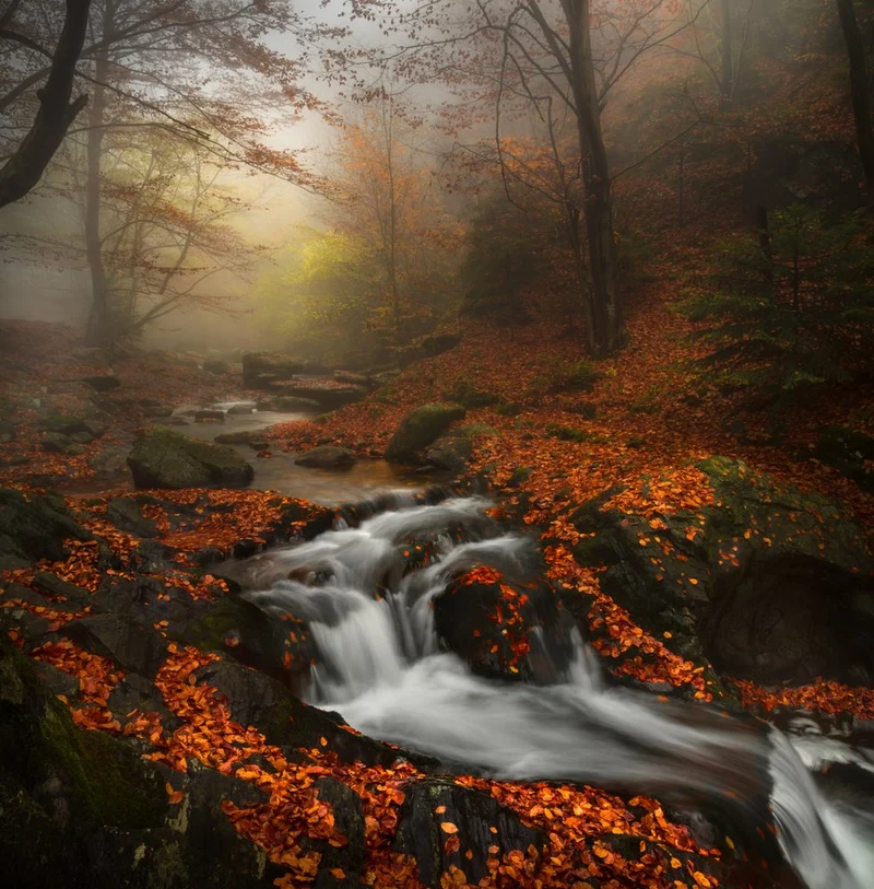 Misty Autumn Stream