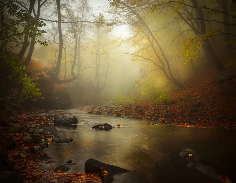 Misty Autumn Forest
