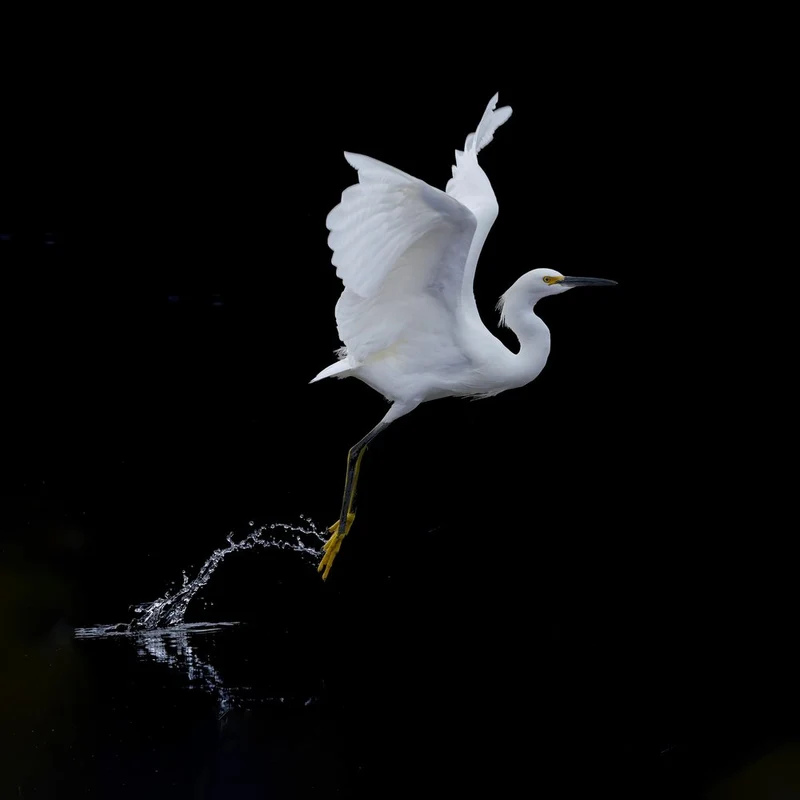 Graceful Egret Takes Flight