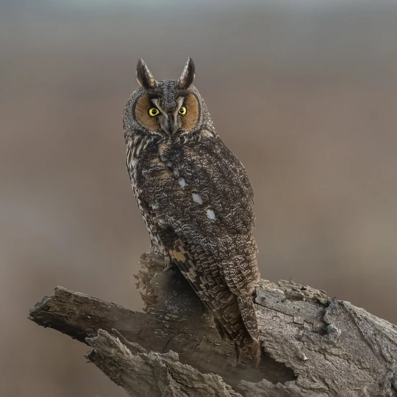 Long-Eared Owl Portrait