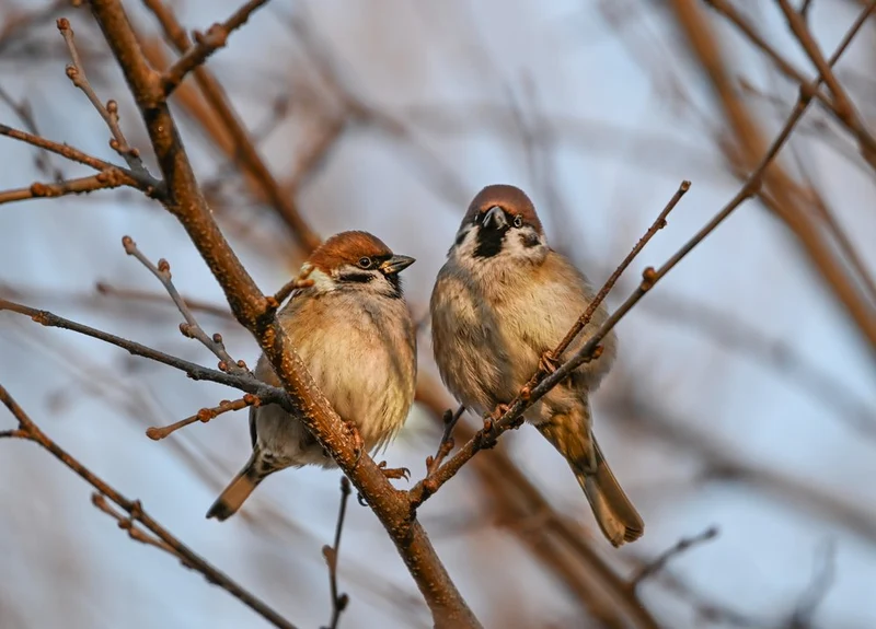 Quiet Winter Sparrows