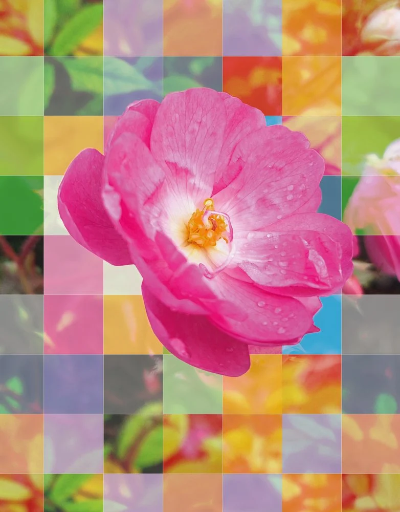 Vibrant Pink Blossom