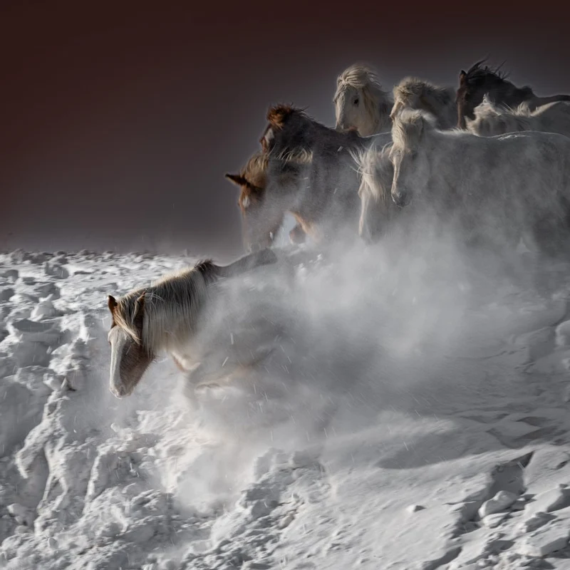 Galloping Snow Horses