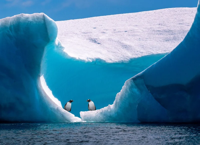 Penguins Beneath Blue Ice
