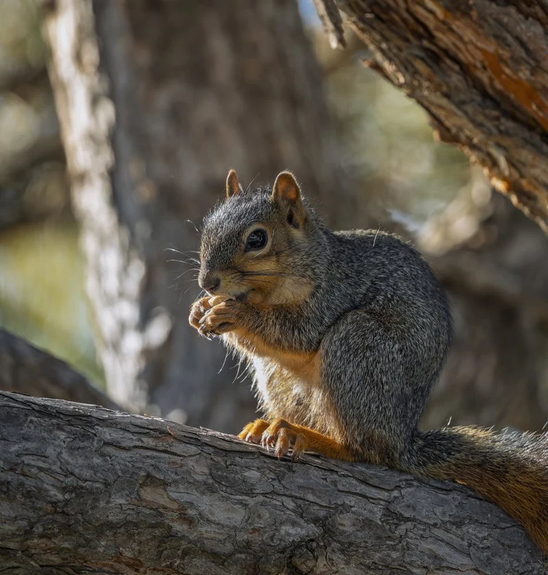 Forest Squirrel Snack