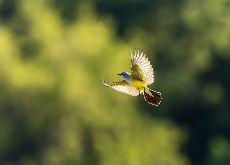 Vibrant Yellow Bird