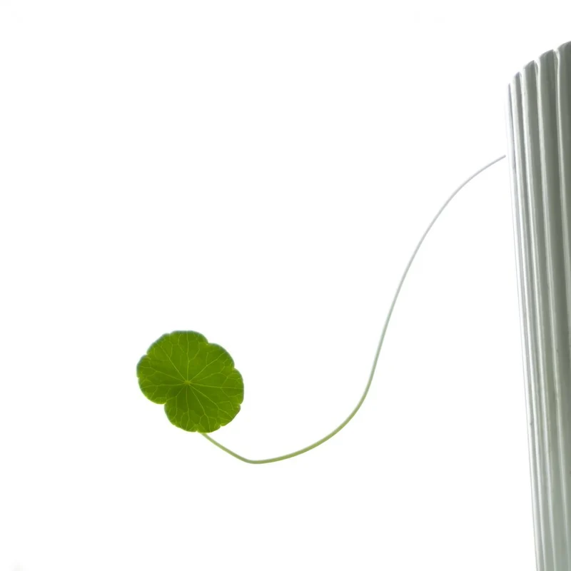 Delicate Green Leaf