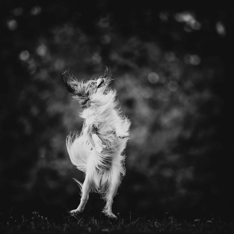 Dancing Dog Joy