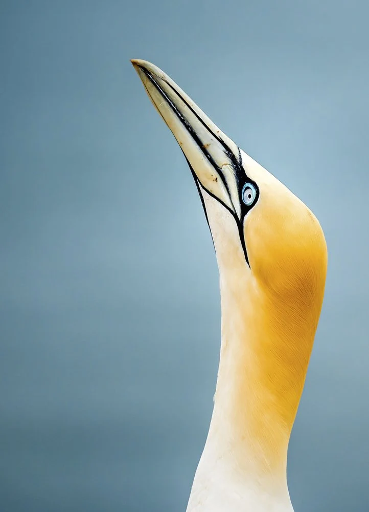 Gannet Gazing Up