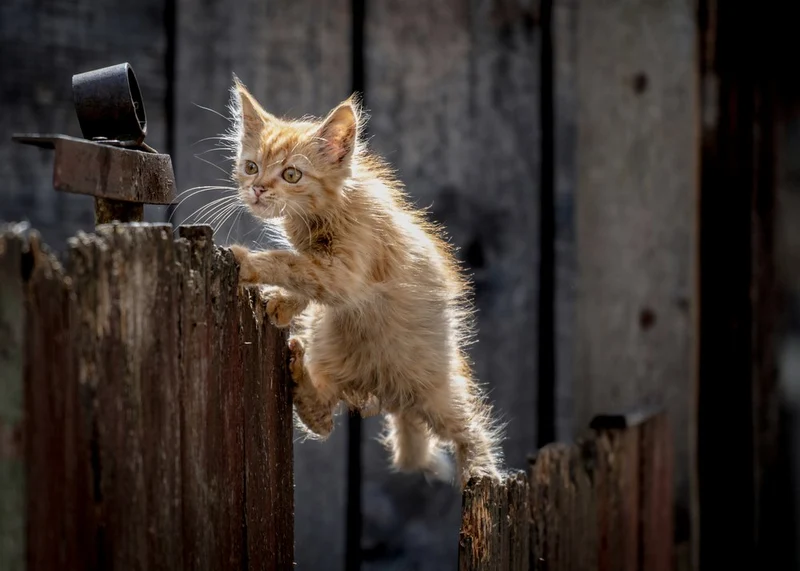 Golden Hour Kitten
